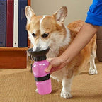 Aqua Dog