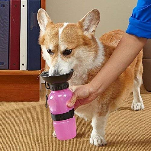 Aqua Dog