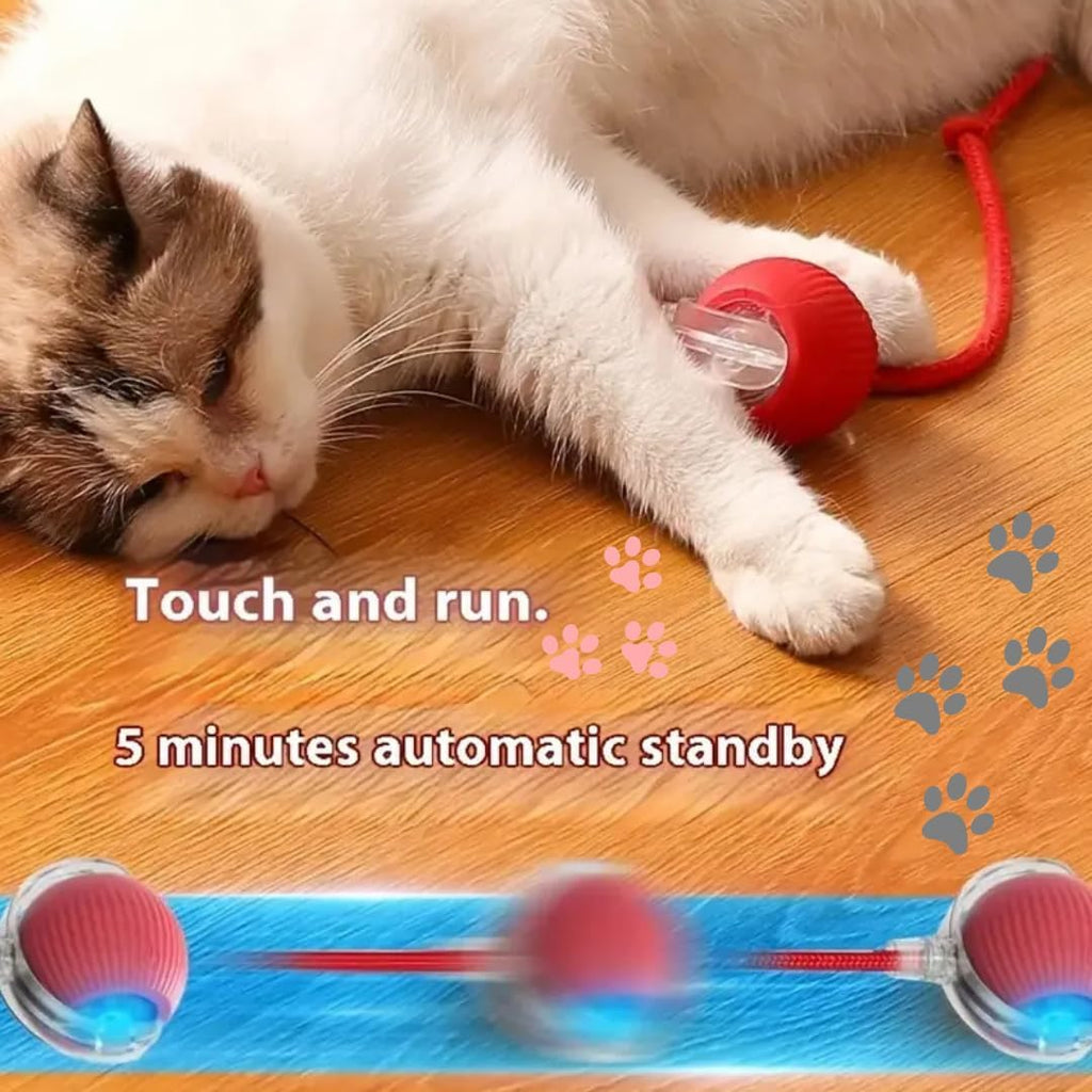 Cat Rolling Ball
