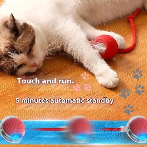 Cat Rolling Ball