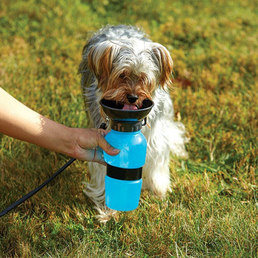 Aqua Dog
